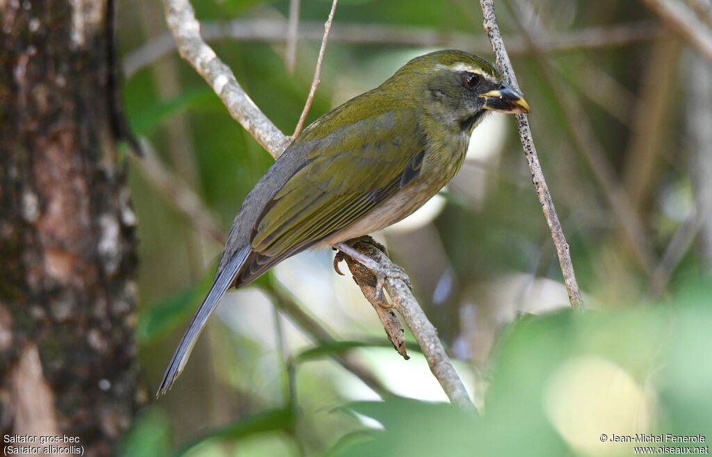 Lesser Antillean Saltator