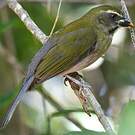 Saltator gros-bec