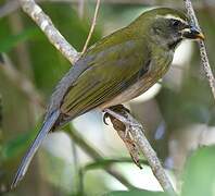 Lesser Antillean Saltator