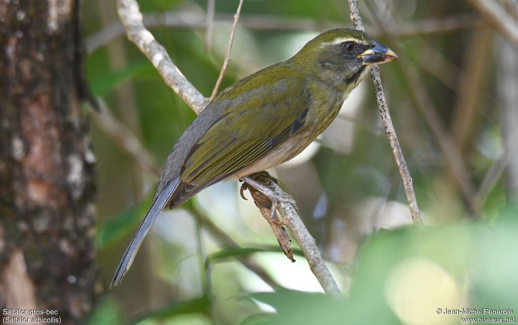 Saltator gros-bec