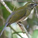 Saltator gros-bec