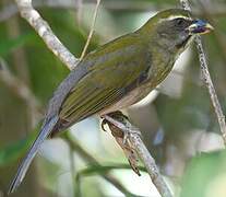 Lesser Antillean Saltator