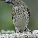 Saltator strié