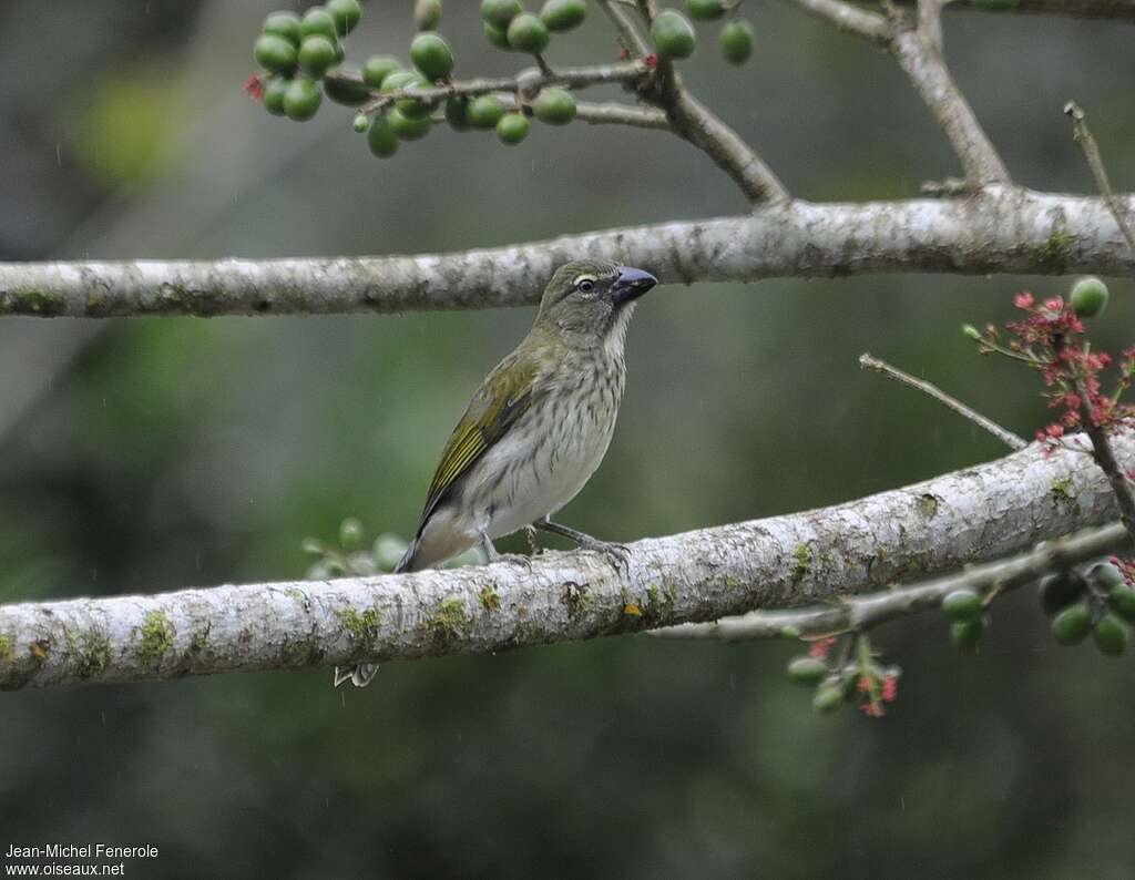 Saltator striéadulte, identification