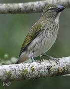 Streaked Saltator