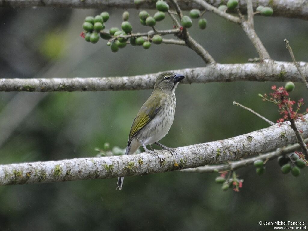 Saltator striéadulte