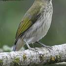 Saltator strié