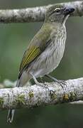 Streaked Saltator