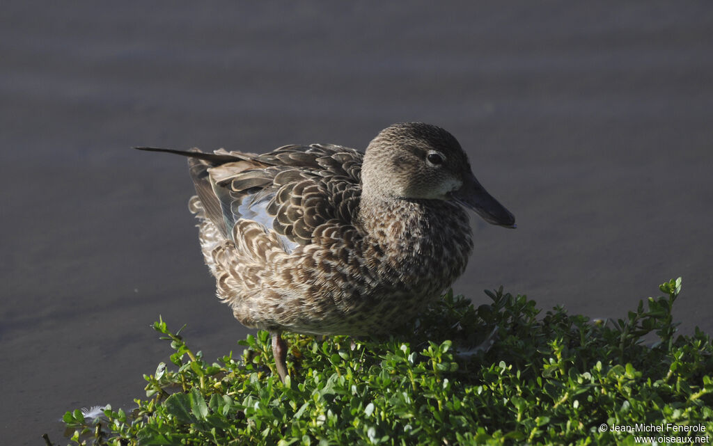 Blue-winged Teal female adult