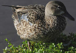 Blue-winged Teal