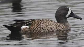 Blue-winged Teal