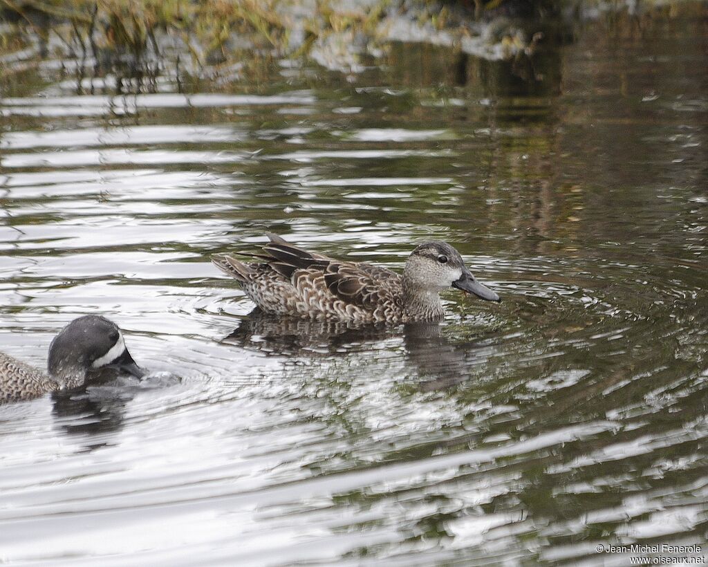 Blue-winged Teal female