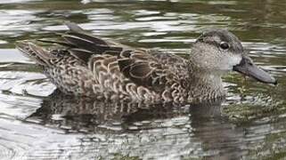 Blue-winged Teal