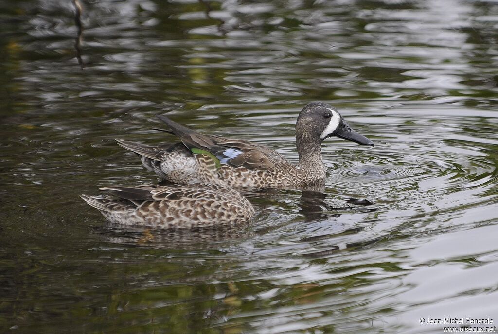 Blue-winged Teal