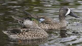 Blue-winged Teal