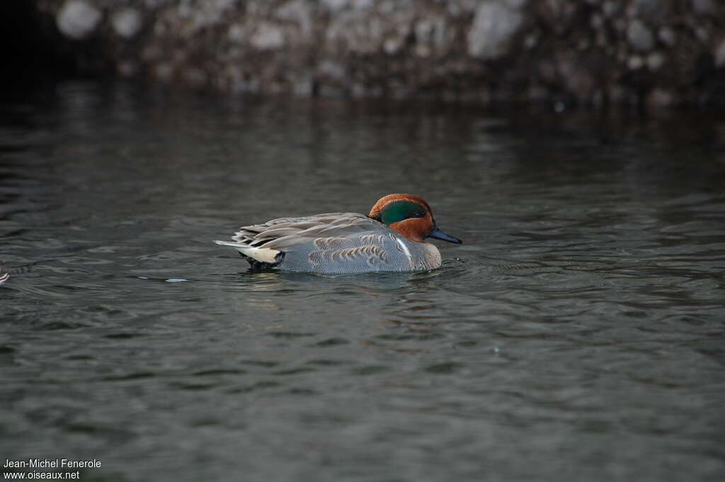 Green-winged Teal male subadult, identification