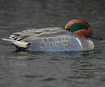 Green-winged Teal