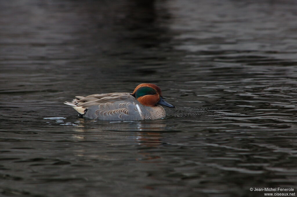 Green-winged Teal male adult breeding