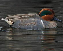 Green-winged Teal