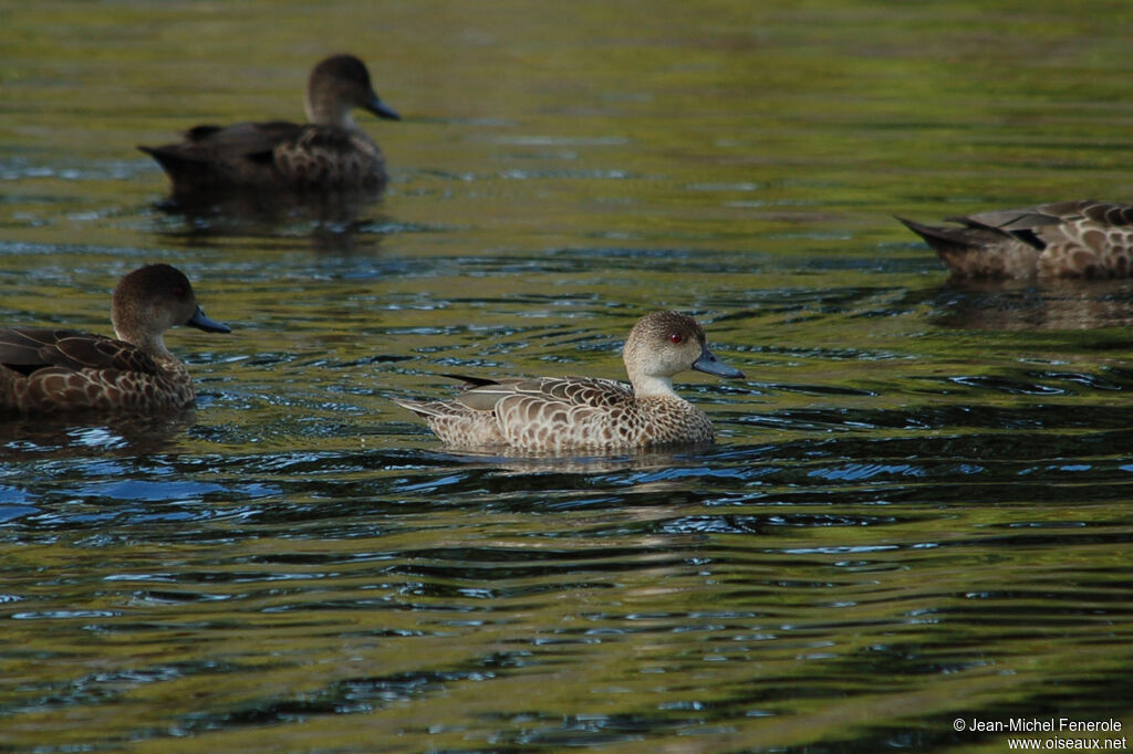 Grey Teal