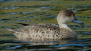 Grey Teal