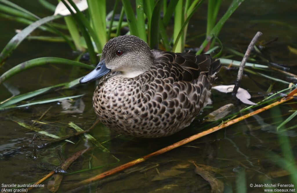 Grey Teal