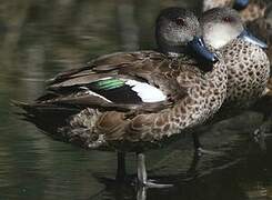 Grey Teal