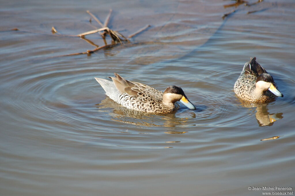 Silver Teal