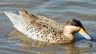 Silver Teal