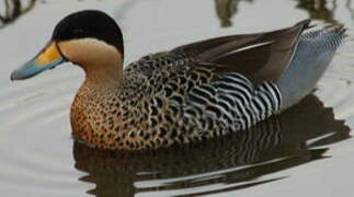 Silver Teal