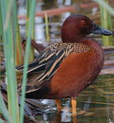 Cinnamon Teal