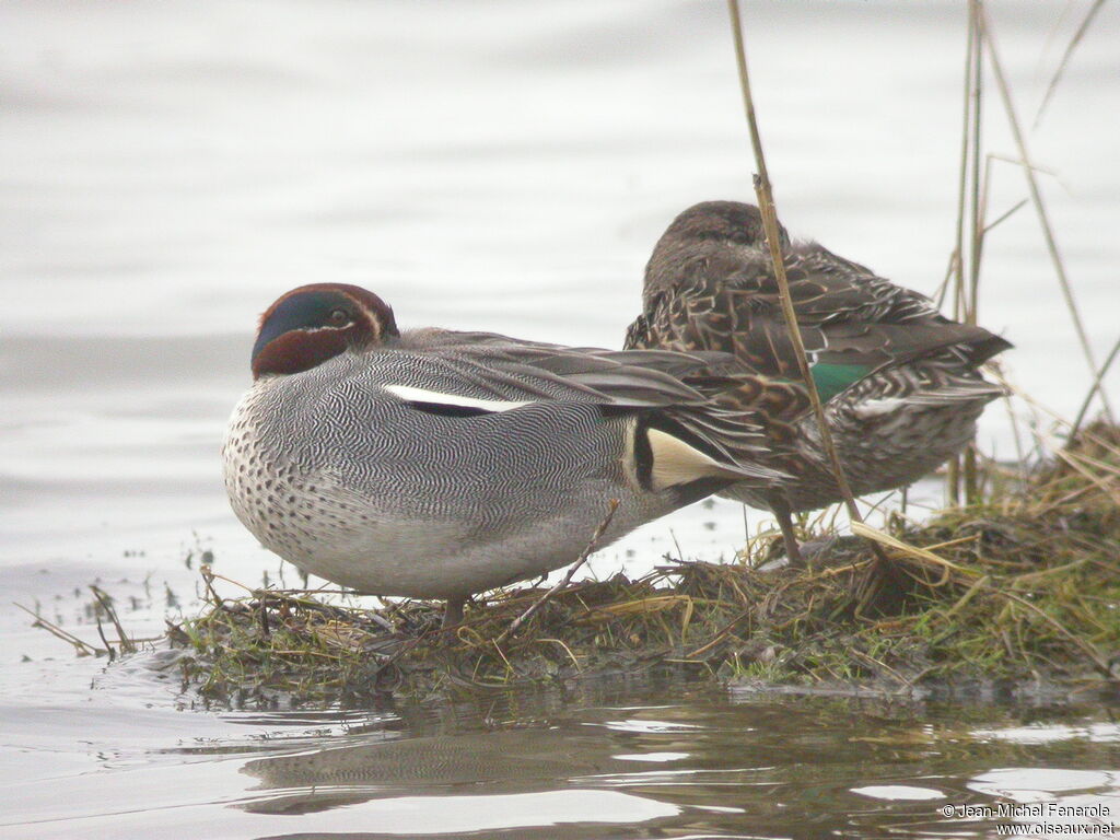 Eurasian Teal