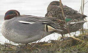 Eurasian Teal