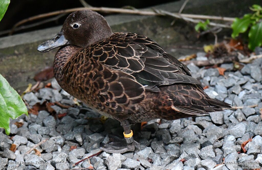 Brown Teal