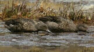 Andean Teal