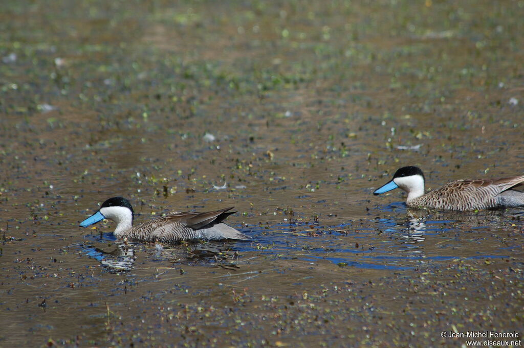 Puna Teal 