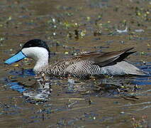 Puna Teal