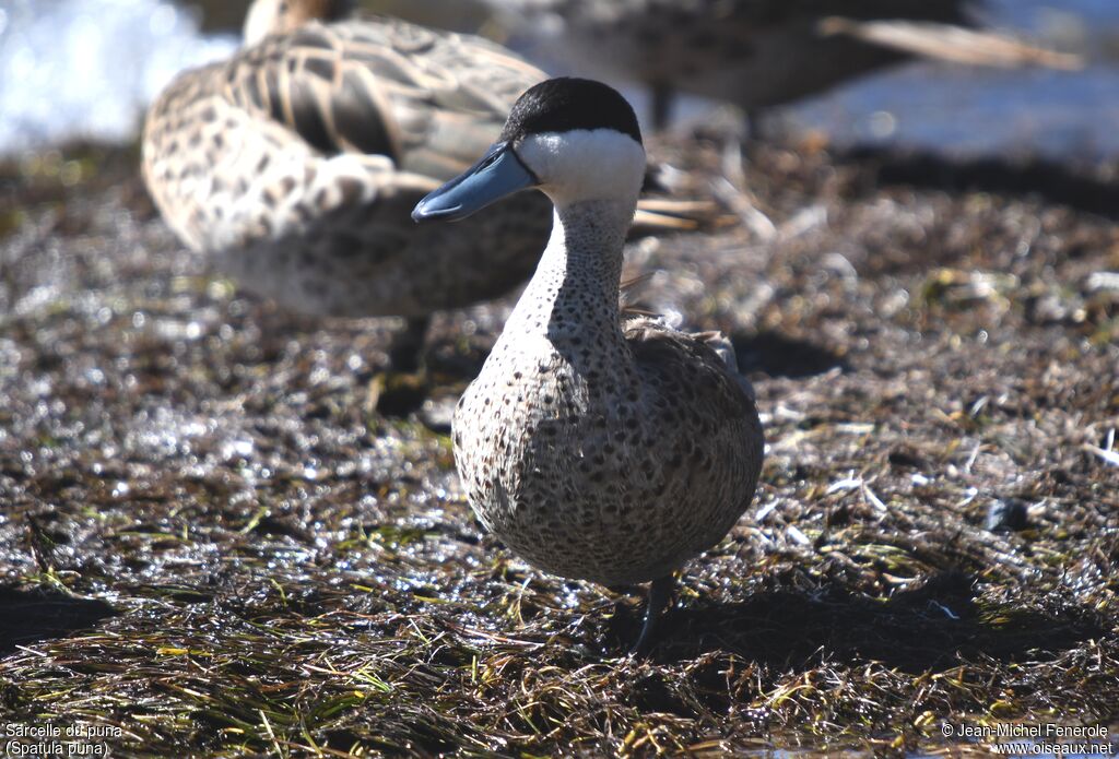 Puna Teal