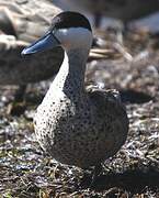 Puna Teal