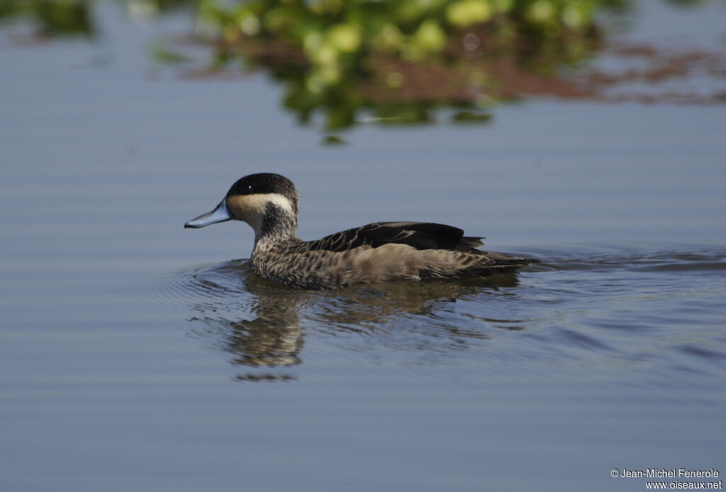 Hottentot Teal