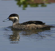 Blue-billed Teal