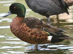 Chestnut Teal