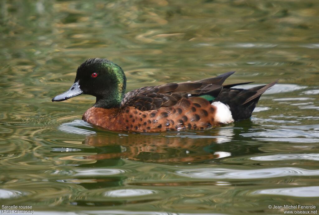 Chestnut Teal