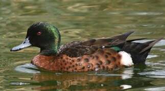 Chestnut Teal