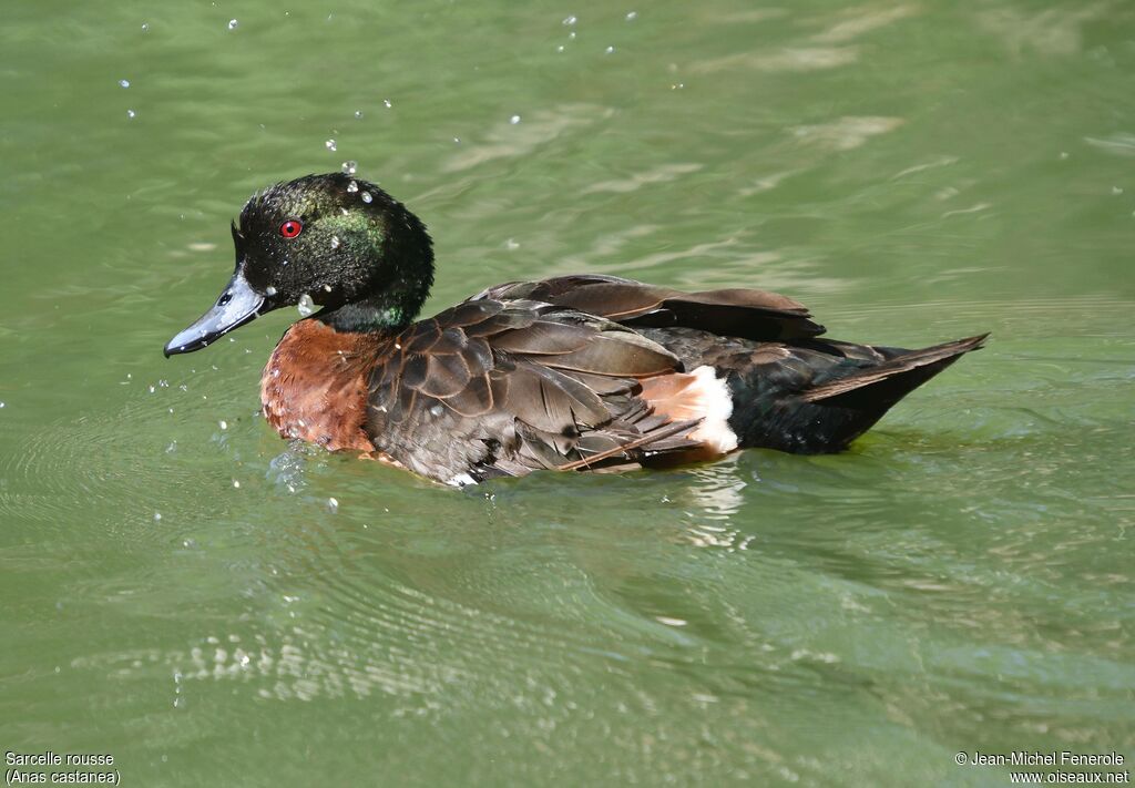 Chestnut Teal