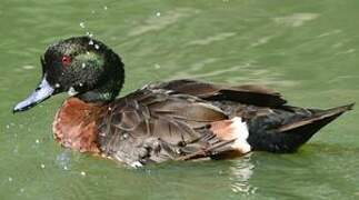 Chestnut Teal