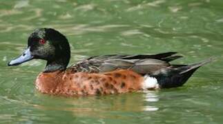 Chestnut Teal