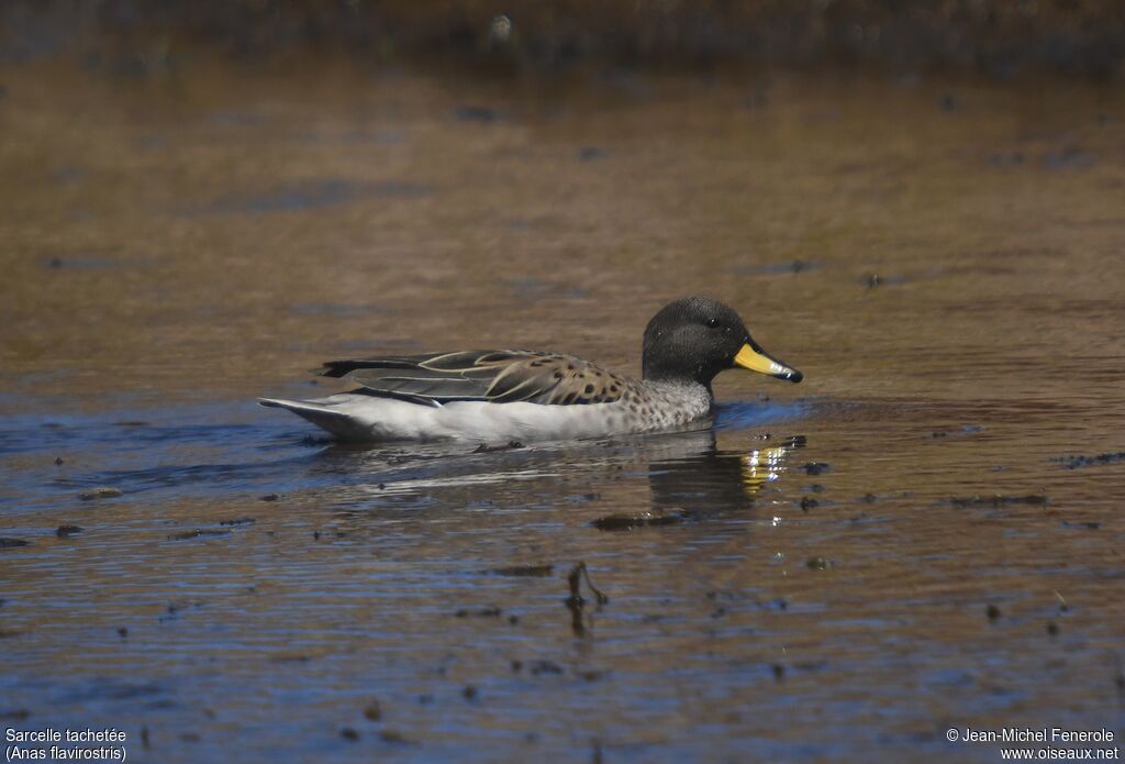 Yellow-billed Teal