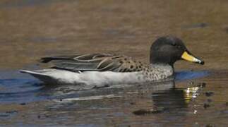 Yellow-billed Teal