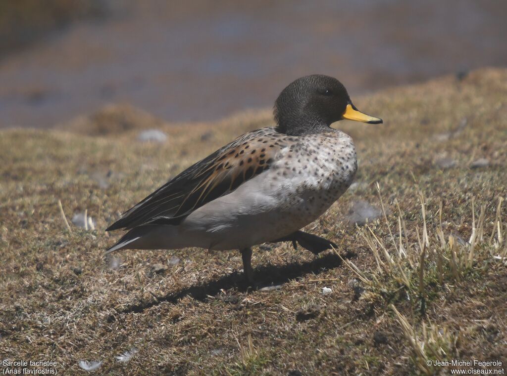 Yellow-billed Teal